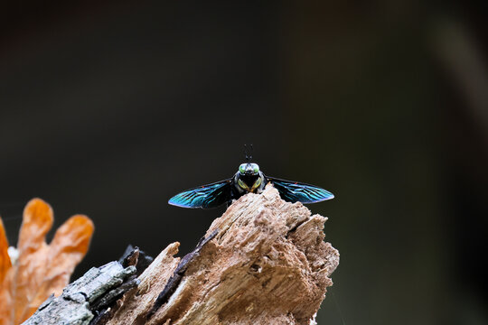 Blue winged insect perched on weathered tree bark against dark natural background, creating dramatic closeup wildlife scene with vivid detail and texture