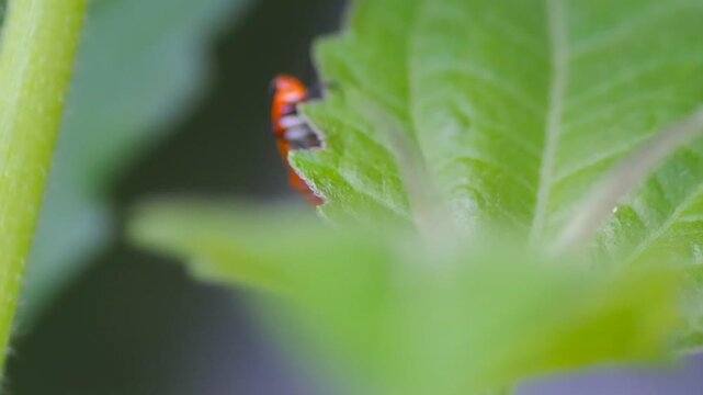 Red cotton stainer bug Dysdercus cingulatus on concrete background