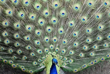 The tailfeather plumage of a male peacock © michaelfitz