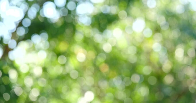 Sunlight Through Leaves: A soft, blurred bokeh effect captures the gentle diffusion of sunlight filtering through lush green foliage, creating a serene and dreamy atmosphere.