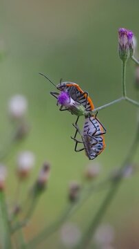 Macro photography of red cotton stainer bug or Dysdercus cingulatus on a purple wildflower background