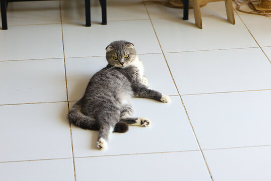 Gray cat lying on white tile floor, staring at camera with curious expression in bright indoor room