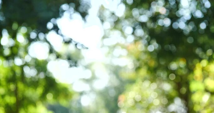 Sunlight Through Leaves: A soft, blurred bokeh effect captures the gentle diffusion of sunlight filtering through lush green foliage, creating a serene and dreamy atmosphere.