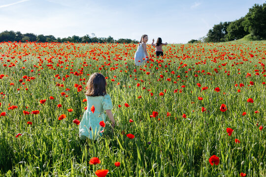 Three Girls walking through a red poppy field on a sunny day