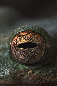 Macro photography of frog eye