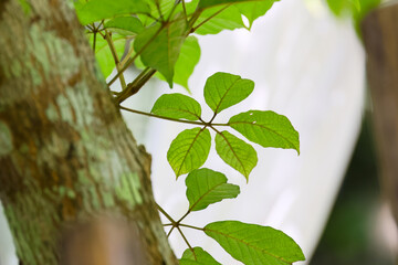 Green tree branch with fresh leaves beside textured trunk in tropical forest, creating calm natural scene with soft light and blurred background © CoreRock
