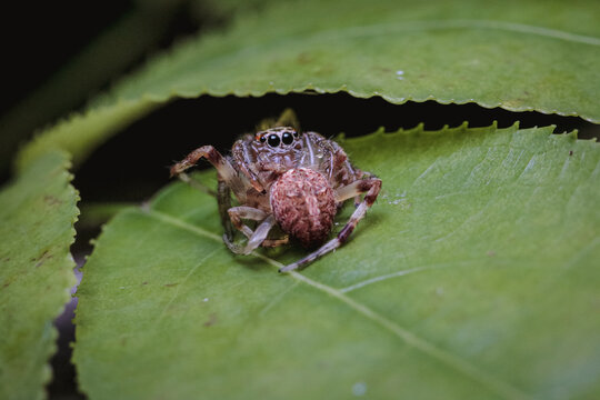 ara&ntilde;a cazando a otra ara&ntilde;a