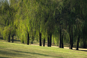 Rows of weeping willow trees, park green space scenery © Hao