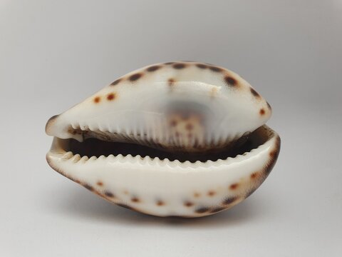 Close-up of a glossy tiger cowrie seashell isolated on a white background