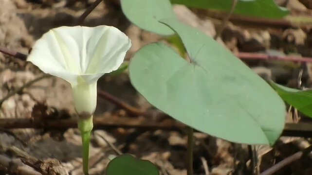 Obscure Morning Glory, Ipomoea obscura, zoom out shot showing a wildflower blossom swaying in a moderate breeze with green foliage on the ground.