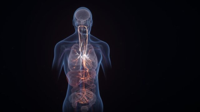 Vagus Nerve Signals Calming Human Body from Stress Medical Animation