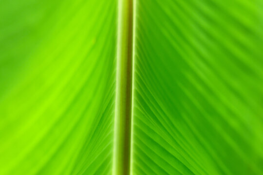 Vivid green tropical leaf closeup with central vein and delicate parallel texture creating natural botanical background pattern