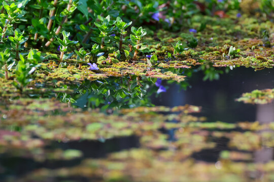 Wetland vegetation, moss, and purple wildflower reflected on calm pond water with shallow focus