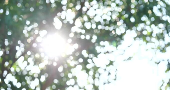 Sunlight Through Leaves: A soft, blurred bokeh effect captures the gentle diffusion of sunlight filtering through lush green foliage,