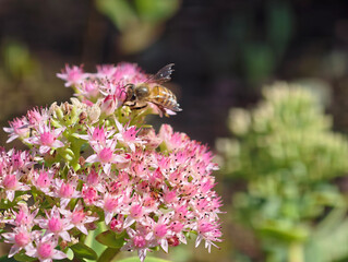Honey Bee Feeding on Pink Stone crop Flowers © AquaJewels