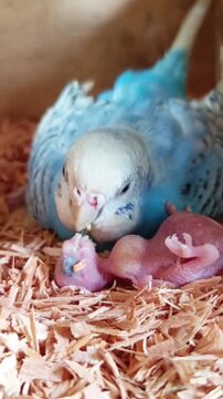 baby girl sleeping A caring blue and white adult budgerigar carefully tends to two tiny, featherless, pink newborn hatchlings resting safely upon a bed of warm wood shavings.
