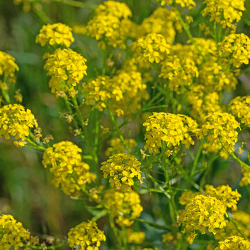 Bl&uuml;hendes Orientalisches Zackensch&ouml;tchen, Bunias orientalis
