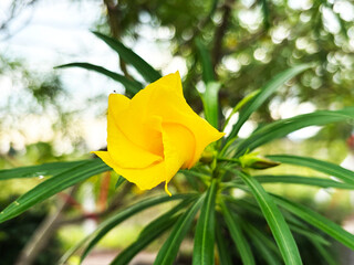 Close-up of vibrant yellow oleander flower blooming on branch with beautiful bokeh background © Orathai
