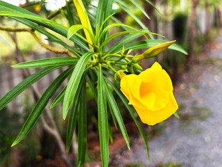 Close-up of vibrant yellow oleander flower blooming on branch with beautiful bokeh background © Orathai