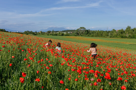 Group of Children Running and Playing in a Massive Field of Red Poppies