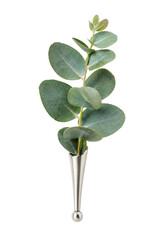Fresh eucalyptus branch displayed in a minimalist silver metal cone vase on white background © Sapphire