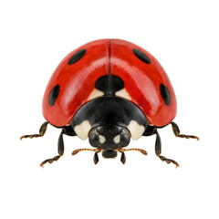 Macro view of a seven-spotted ladybug isolated on a clean white background for nature projects © Sapphire