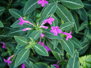 Pink purple Ruellia flowers and slender buds surrounded by green leaves with striking pale veins. Ornamental flowering plant with decorative foliage in a lush garden. © Marek