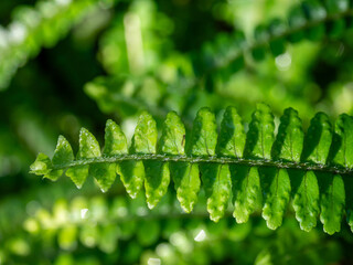 Close up of a vibrant green fern frond with textured leaflets illuminated by sunlight. Detailed botanical pattern against soft green bokeh, evoking freshness, growth and nature. © Marek