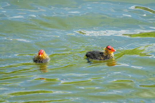 Eurasian coot chick with vivid red beak floating on dark water, perfect reflection below, warm bokeh background - intimate wildlife close-up