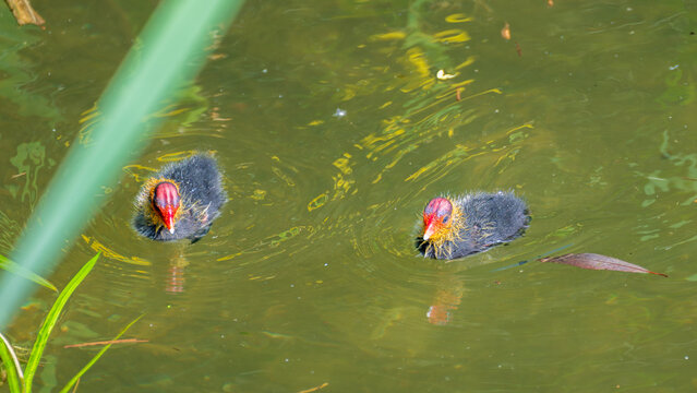 Eurasian coot chick with vivid red beak floating on dark water, perfect reflection below, warm bokeh background - intimate wildlife close-up