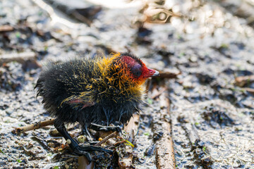 Eurasian coot chick with vivid red beak floating on dark water, perfect reflection below, warm bokeh background - intimate wildlife close-up © Dmitrii Potashkin