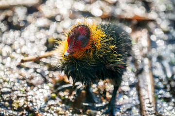 Eurasian coot chick with vivid red beak floating on dark water, perfect reflection below, warm bokeh background - intimate wildlife close-up © Dmitrii Potashkin