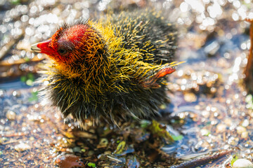 Eurasian coot chick with vivid red beak floating on dark water, perfect reflection below, warm bokeh background - intimate wildlife close-up © Dmitrii Potashkin