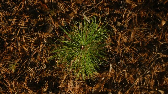 Small green pine sapling growing among dry brown needles and pine cones on the forest floor, with shadows and light moving across the scene in a natural cycle representing growth. 