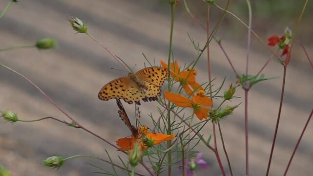 Male Indian Fritillary Butterfly Courting Female in Super Slow Motion