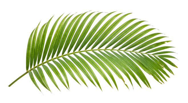 Fresh green palm frond with arching pinnate leaves isolated against a dark background
