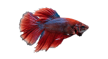 Red and blue Siamese fighting fish with flowing fins isolated against a black background © Ophelia
