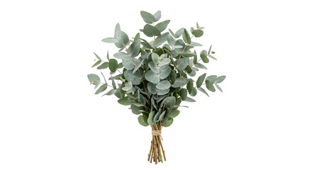 Tied bundle of silvery eucalyptus branches isolated against a black background © Ophelia