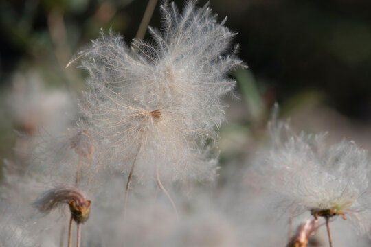 Dandelions in Alaska