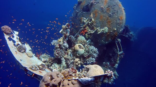 Underwater coral reef growing on a sunken shipwreck with schools of orange fish swimming around the rusted metal structure