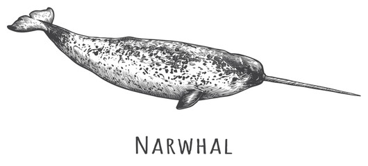 Detailed Hand Drawn Narwhal Illustration Vintage Arctic Whale with Tusk for Apparel and Branding © Aglonema