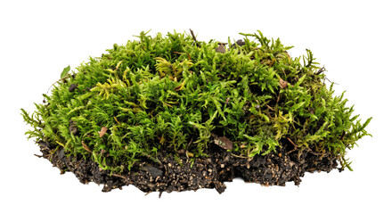 Dense green moss growing on dark soil, isolated against a black background © Ophelia