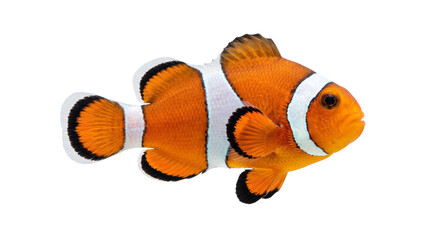 Vibrant orange clownfish with white bands and dark-edged fins isolated against black © Ophelia