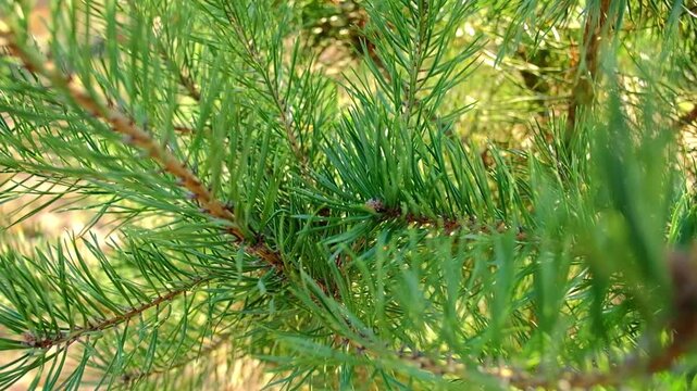 Green pine needles on coniferous tree branch in sunny forest