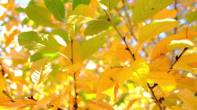 Yellow and green autumn leaves on tree branches in sunlight