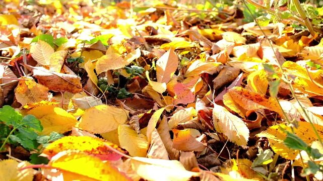Golden fallen autumn leaves covering ground in park in sunlight