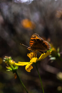 A beautiful brush-footed butterfly, known as the Mangrove Buckeye (Junonia evarete), feeding on a vibrant yellow cosmos flower (Cosmos sulphureus) under warm sunlight, captured in Brazil.