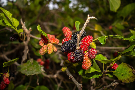 Close-up of a vibrant red mulberry ripening on a tree branch, surrounded by lush green foliage. Captured in a sunny garden in Brazil, this macro shot highlights the organic texture