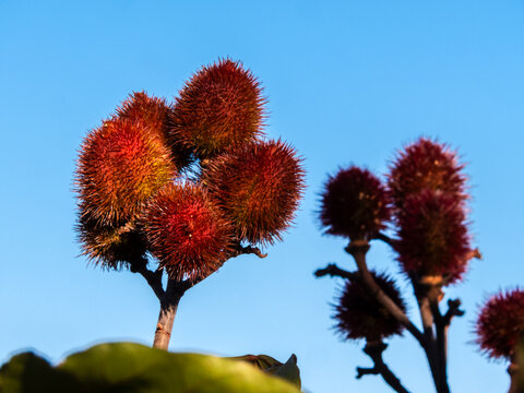 Close-up of deep red, ripe urucum fruits (Bixa orellana or annatto) hanging from a tree branch against a clear blue sky in Brazil. 