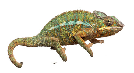 Colorful chameleon with textured scales and curled tail isolated against a black background © Ophelia